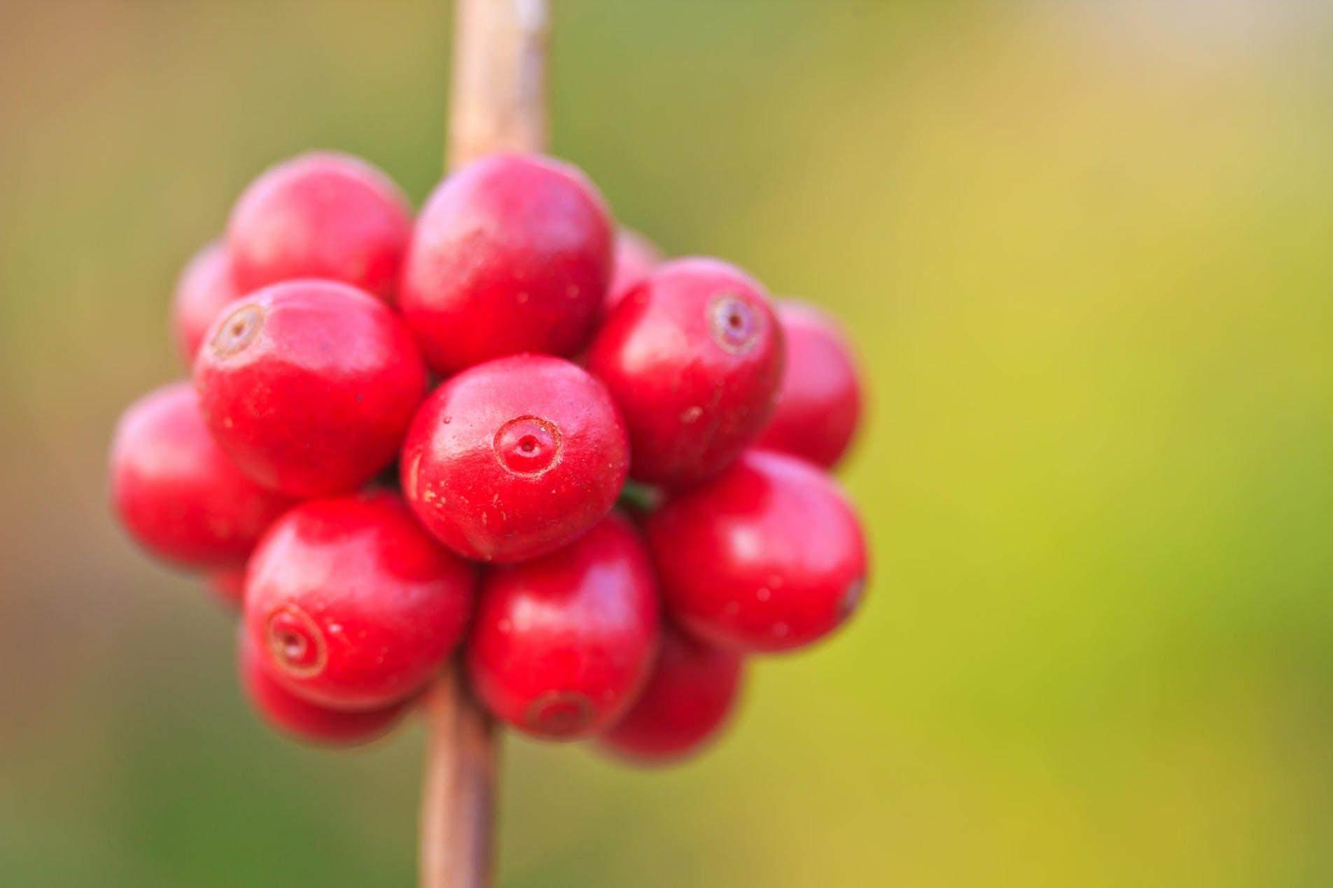 coffee berries