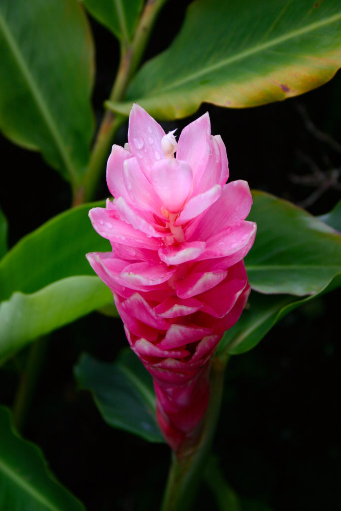 Pink ginger flower found on Big Island Hawaii