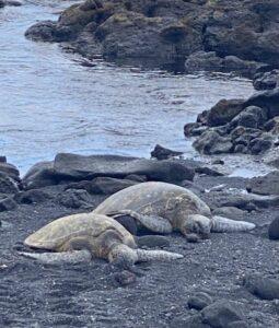 turtles on black sand beach