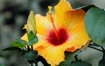 Hawaii State Flower:  Yellow Hawaiian Hibiscus