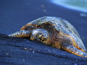 turtle on black sand beach