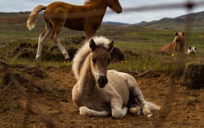 The Breathtaking Place In Hawaii Where You Can Watch Wild Horses Roam