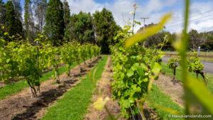 Volcano Winery Hawaii