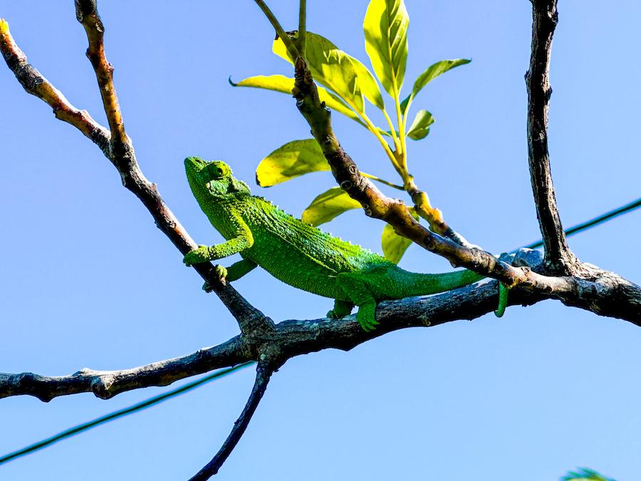 Jackson Chameleon_