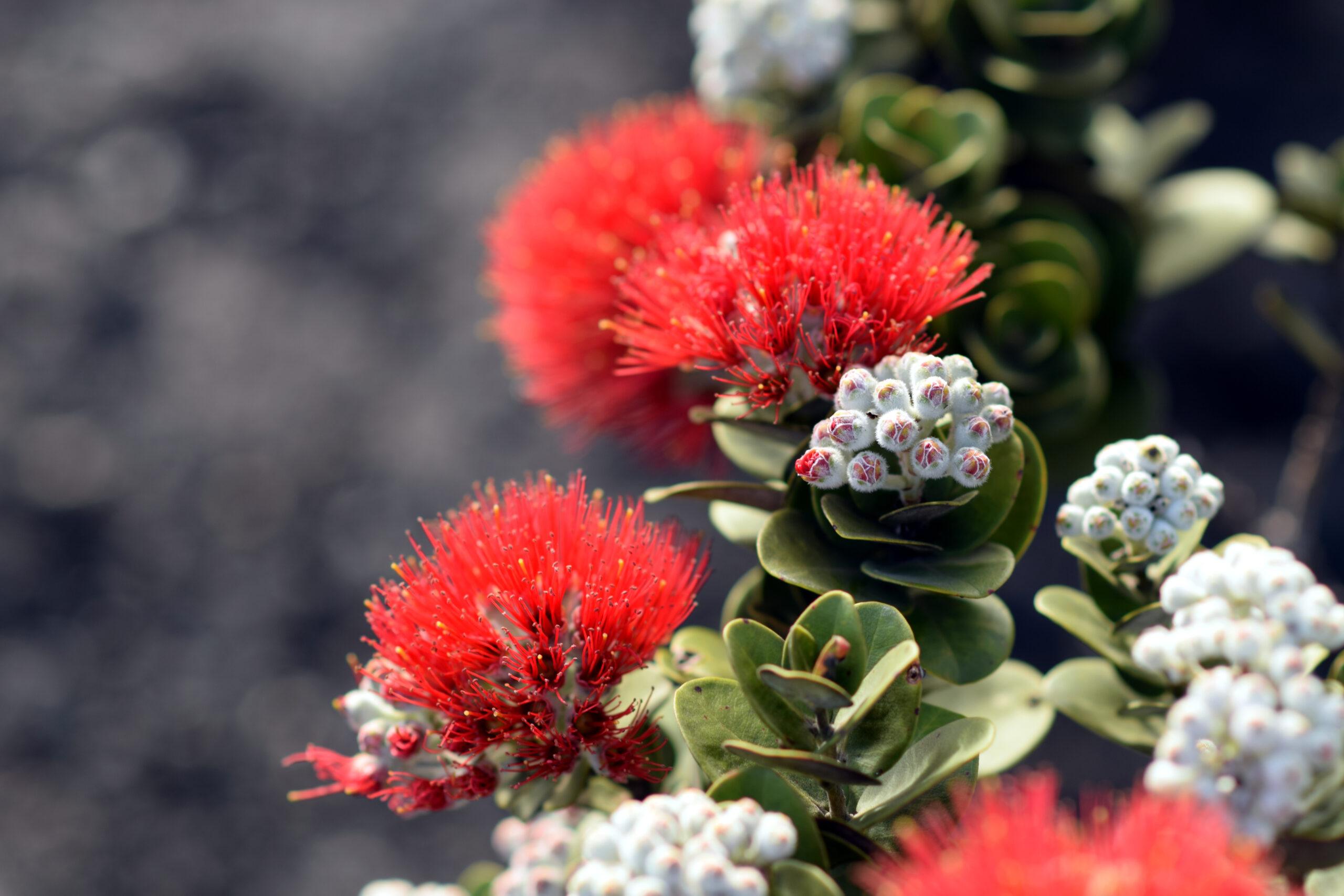 blazing blooms of ohia flowers at the Volcano National Park, Big Island, Hawaiʻi