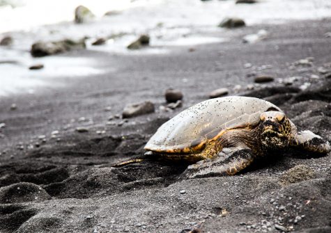 an hawaiian turtle