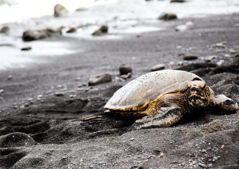 an Hawaiʻian turtle