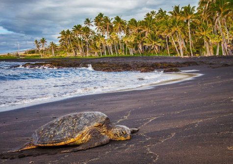 Honu on Black Sand