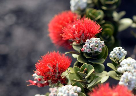 blazing blooms of ohia flowers at the Volcano National Park, Big Island, Hawaiʻi