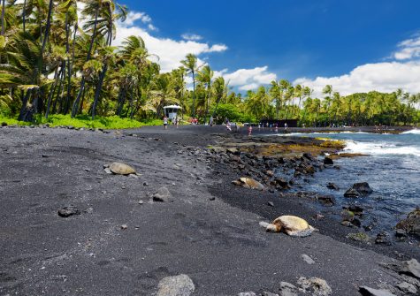 Hawaiʻian green turtles relaxing at Punaluu Black Sand Beach on the Big Island of Hawaiʻi, USA