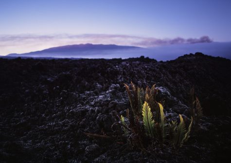 "Fern sprouts popping up in a volcanic landscape, Big Island, Hawaii. High-end scan of 6x4.5cm transparency.View more related images in one of the following lightboxes:"