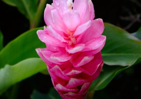 Pink ginger flower found on Big Island Hawaii