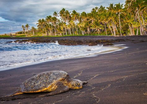 punaluu-beach-turtle