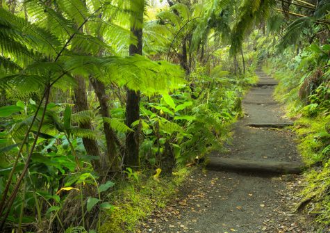 Lush rainforest along the trail in the Kilauea Iki trail in Volcanoes National Park, Big Island Hawaiʻi, USA.